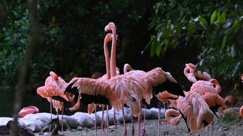 wildlife birds flamingos in carribean island 4K video