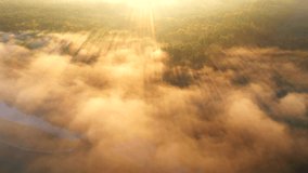 Majestic misty landscape and sunbeams breaking through the trees. Bird's eye view. Location place Horyn river, Ukraine, Europe. Cinematic aerial shot. Beauty of earth. Filmed 4k, drone video.