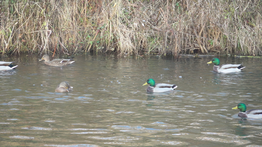 Ducks take off from the river, slow motion 250 fps