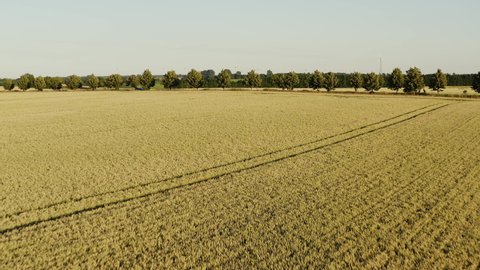 Low-level drone flight over a large wheat field in summer in Mecklenburg-Western Pomerania Germany. Ends at a higher altitude with a view of green fields.