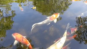 video of some fish with the name 