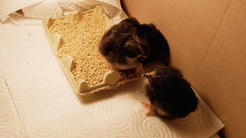 Three newborn chicks inside a box under the heat of an incasdencent light on a bed of kitchen paper pecking and discovering the new world, 