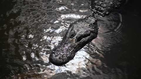 A gator in a swamp