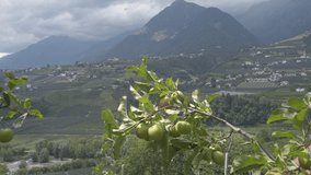 fruits growing on apple tree against mountains in South Tyrol under thunderstorm sky, 4k video footage