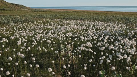 View of sheathed cottonsedges on marsh of Yamal peninsula. Variety of nature in northen part of Russia.