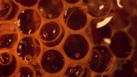 Macro Shot Of Fresh Sweet Honey Dripping On Bee Honeycomb Wax. close up