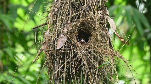 A nest hanging, a mother bird looks out then turns to the left to get a better view outside; Dusky Broadbill, Corydon sumatranus, UNESCO World Heritage, Kaeng Krachan National Park, Thailand.