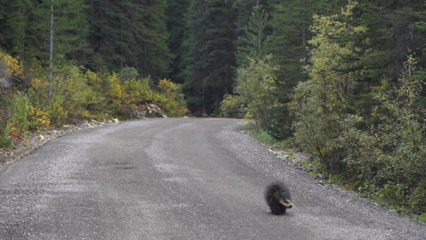 North American Porcupine Walking on Road in Yoho National Park, Canada, British Columbia, Full Frame
