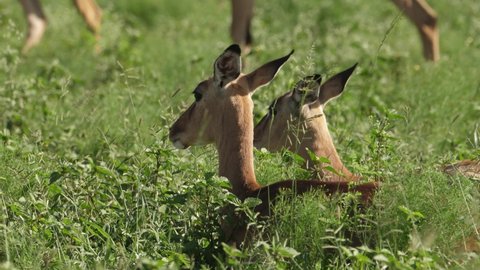 Close up of two female impalas lying down on the grass in the sunshine.