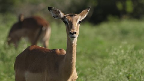 Portrait shot of an impala ewe chewing cud while looking directly at the camera.