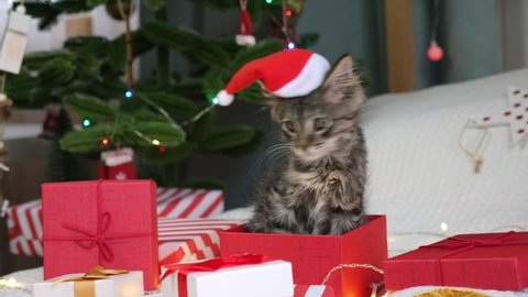 Kitten playing with gift box. Christmas background. Young gray tabby cat in Santa hat sitting on a red gift box. Cute little pet. Funny animal kids. Alive gift. Funny Christmas Present.