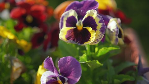 Vibrant color garden pansy or viola flowers, sun shines on petals, closeup detail, camera slides left to right