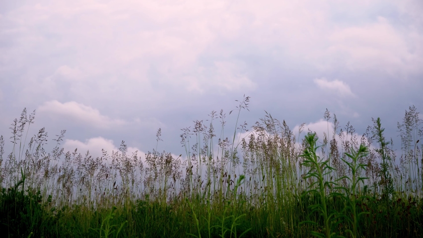 Meadow grass, close-up, bottom view. Green field of wild grass. Presence effect. The grass swings heavily on the setra. Gray stormy sky.