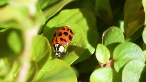 ladybug , Harmonia axyridis, harlequin ladybeetle,  ladybird, insect, 