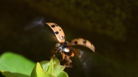 ladybug take flight , Harmonia axyridis, harlequin ladybeetle
