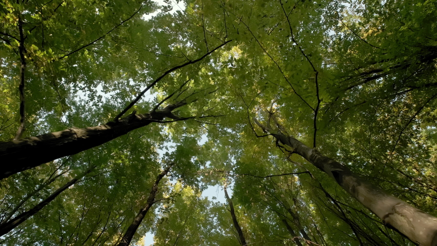 Bottom up view. Lush green foliage of trees Walking through the forest. Move camera | Shutterstock HD Video #1081890806