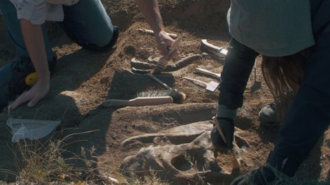 Unrecognizable people using brush to clean dinosaur skeleton from sand while working on archaeological site