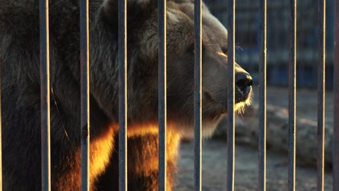 bear in a metal zoo cage