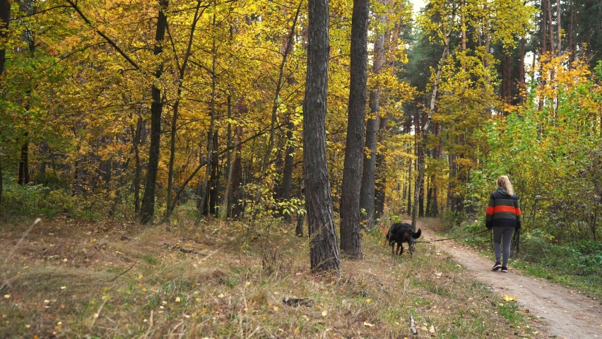 a girl walks with a dog in the autumn fore.