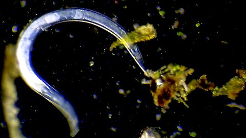 Microorganism nematode worm microscopic magnification