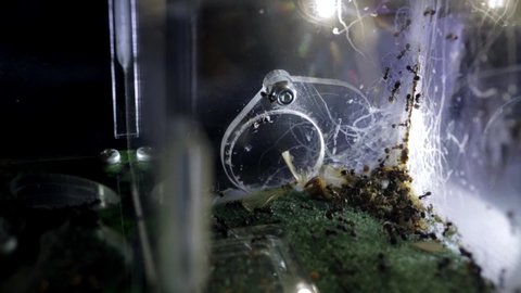 Colony of reaper ants clean the farm territory. Corner with dump, rubbish and deads. Acrylic formicarium with messor, workers, eggs, soldiers and queen. HD Video footage. Close-up. Macro. Soft focus.