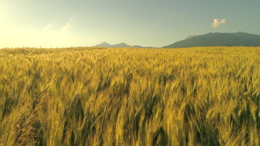 AERIAL, CLOSE UP: Flying above vast yellow wheat field under majestic rocky mountains on tranquil sunny morning. Barley heads swaying in the wind at sunrise. Rye swinging in gentle breeze at sunset Royalty-Free Stock Footage #1081898897