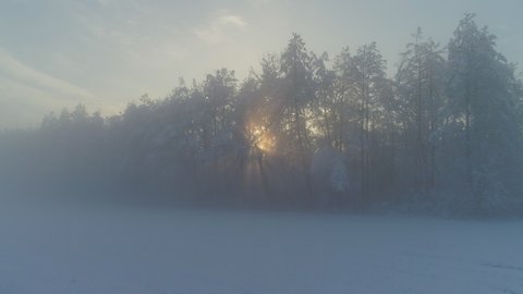 AERIAL Early morning sunbeams shining trough foggy trees in snowy forest at misty sunrise. Golden sun rising behind frozen forest wrapped in morning fog and snow in cold winter. Stunning winter sunset