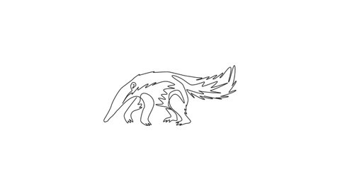 Animated self drawing of single continuous line draw large anteater for logo. Insectivorous animal mascot concept for national conservation park icon. Full length one line animation illustration.