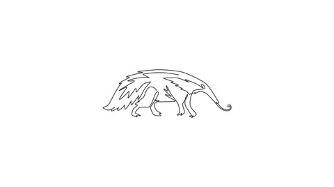 Animation of one single line drawing of big anteater for logo identity. Worm tongue animal mascot concept for national park icon. Continuous line self draw animated illustration. Full length motion.