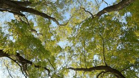 Branches of trees with green leaves are swaying in wind, view from below.