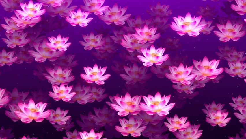 Beautiful Shadow Light Blossoming Pink Lotus Flowers Flying Up Scattered With Glitter Dust On Purple Background Seamless Loop Animation Royalty-Free Stock Footage #1081903889