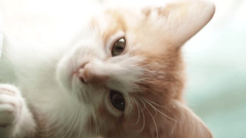 Nice cat licking its soft white and orange fur.