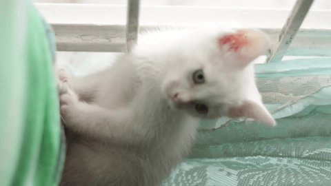 White puppy cat and light blue eyes, near a window. Vertical video.