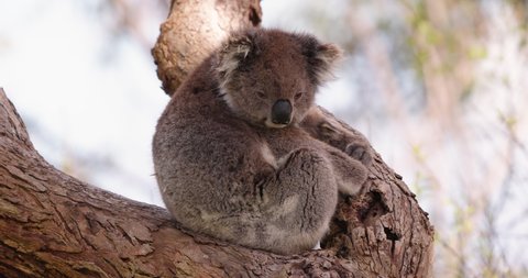 Adult koala with baby resting in a gum tree at sunset.