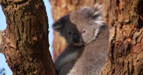 Adult koala looking at the camera in a gum tree at sunset.