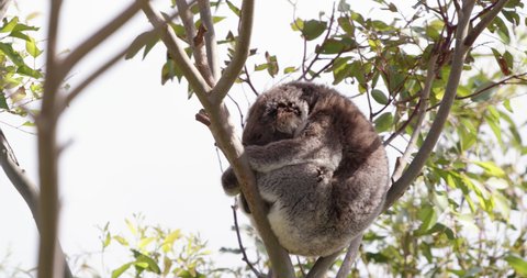 Mother koala and baby asleep in a gum tree at sunset.