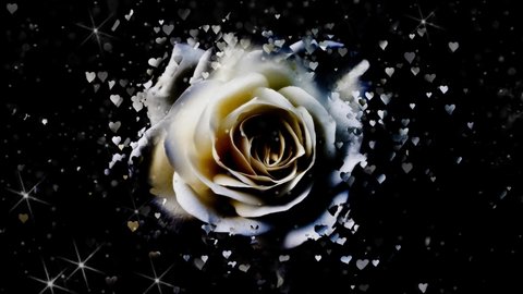 White rose Flower petals falling 3D background concepts - Beautiful White blossoms flower falling petals on spring season with shape of the heart (Simple of love) footage. Spring season flowers.