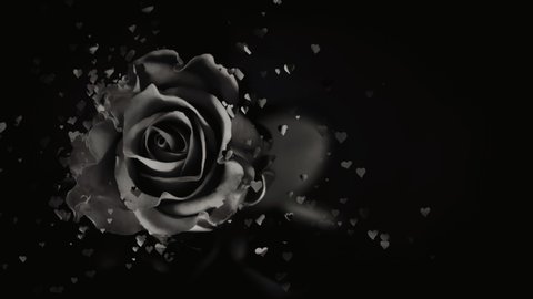 Monochrome Rose Flower petals falling 3D background concepts - Beautiful Rose blossoms flower falling petals on spring season with shape of the heart (Simple of love) footage. Spring season flowers.