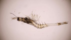 Closeup mysis stage of Vannamei shrimp in light microscope, Shrimp larvae under a microscope.