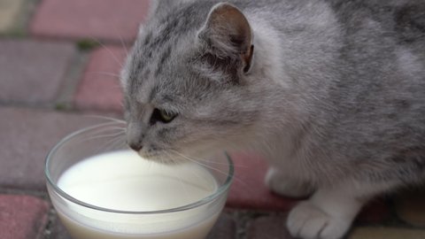 Cute little gray cat drinking milk from glass bowl outdoors, close up