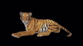 Roaring Tiger - Laying on Ground - Chinese Animal Zodiac sign for 2022 - Alpha Channel - 3D Animation Loop