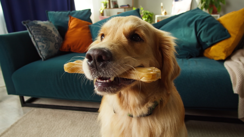 Golden retriever holding bone close-up. Obedient dog sitting on floor in living room, looking in camera and posing. Happy domestic animal concept, best friends, treats for puppy, pet shop, food.  Royalty-Free Stock Footage #1081909538