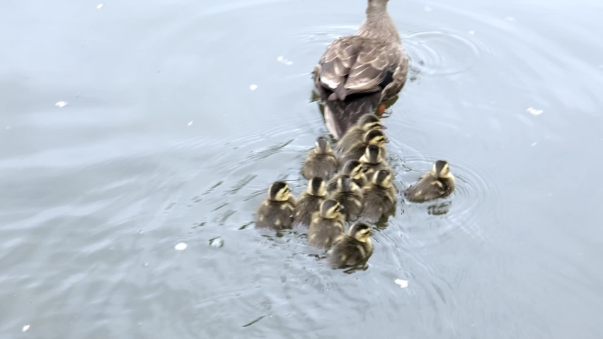 Spot-billed duck parent and child in the spring pond Royalty-Free Stock Footage #1081909853