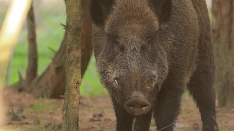 Wild Boar Or Sus Scrofa, Also Known As The Wild Swine, Eurasian Wild Pig Sniffs Air In Autumn Forest. Wild Boar Is A Suid Native To Much Of Eurasia, North Africa, And Greater Sunda Islands