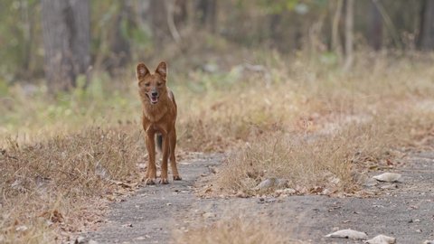 32 Tamil Nadu Wild Grass Stock Video Footage - 4K and HD Video Clips | Shutterstock 32 Tamil Nadu Wild Grass Stock Video Footage - 4K and HD Video Clips | Shutterstock