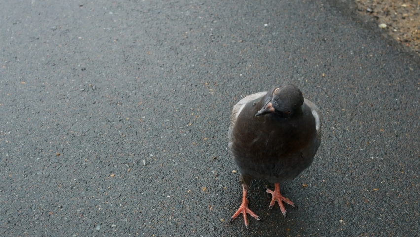 Gray pigeon close-up on the wet asphalt. A dove with multi-colored feathers looks at the camera and turns its head. The life of pigeons in the city.