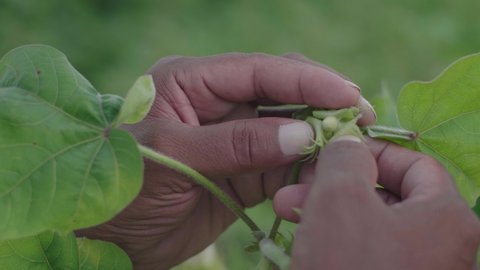 Close up shot of hands of a Farmer monitoring or taking a look at an immature or unripened cotton bud or plantation or agricultural field during the early daylight