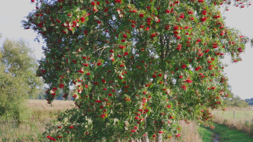 Beautiful view of rowan tree full of red berries on  sky and river background. Sweden. 