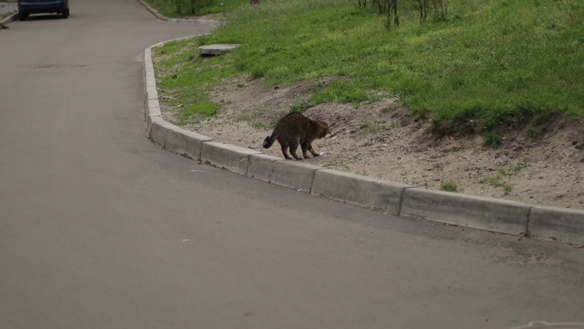 a homeless cat is played with a white butterfly on the street. street cat hunting butterfly