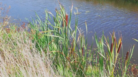 Beautiful nature background view. Bulrush on frontline on river coast. Warm autumn day. Sweden.